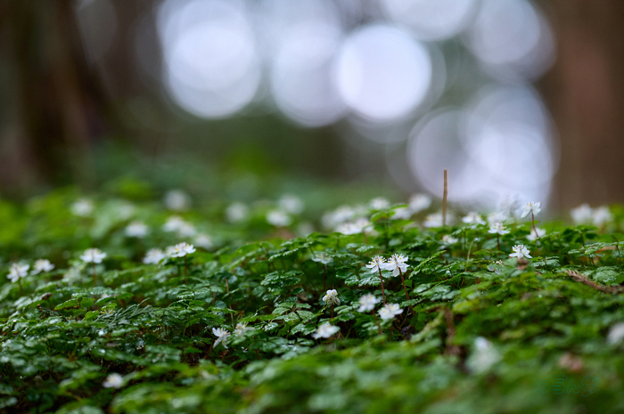 お写ん歩: Sigma 135mm F1.4 DG | Artアーカイブ